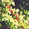Nanking Cherry #5 - Image 3